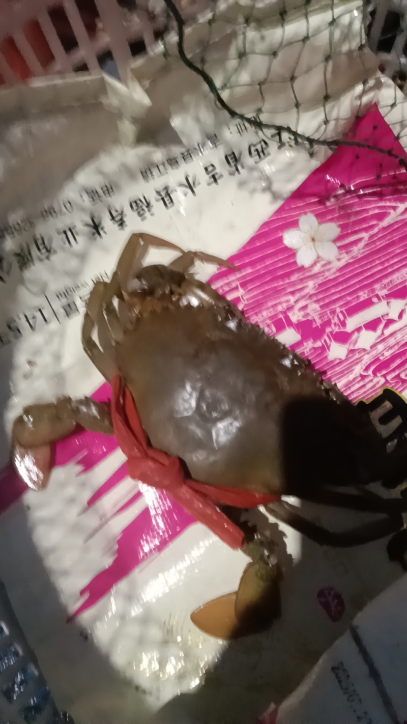 螃蟹