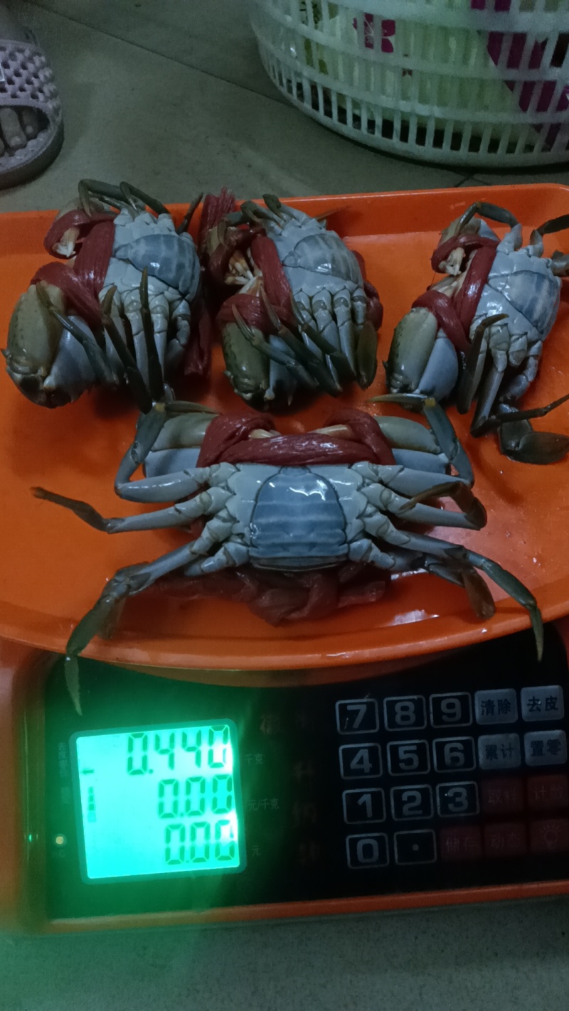 螃蟹
