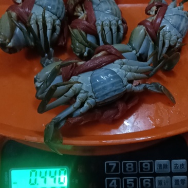 螃蟹