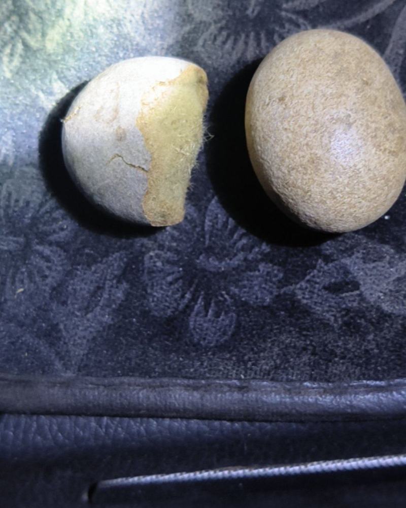 羊结石