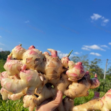 广西百色大肉姜