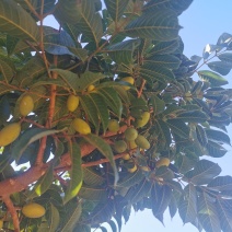 青橄榄