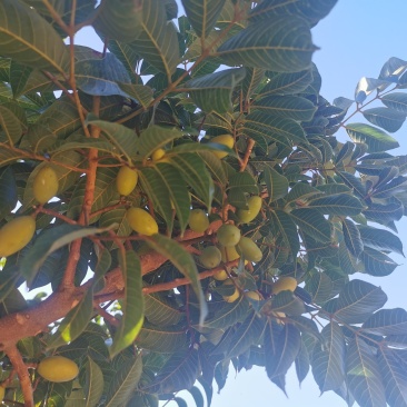 青橄榄