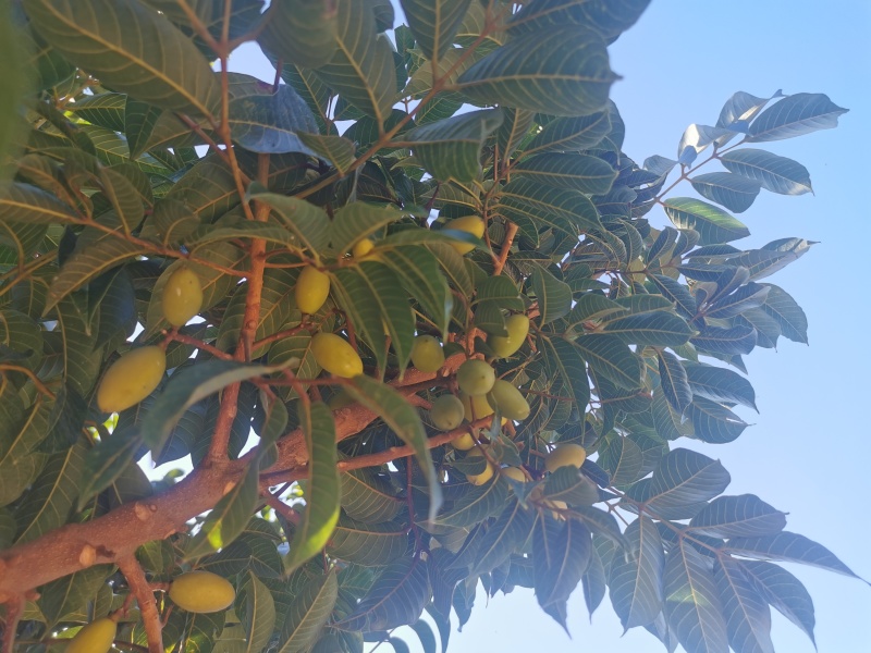 青橄榄