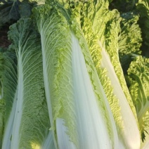 60白菜量大价格优