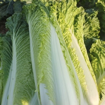 60白菜量大价格优