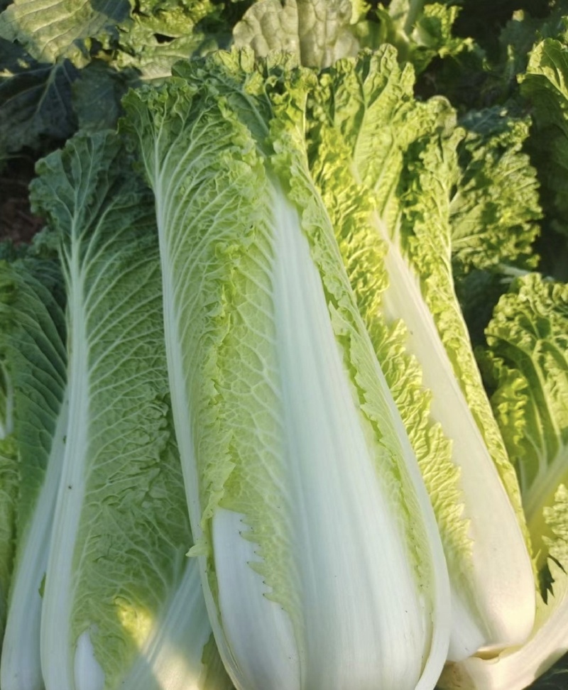 60白菜量大价格优