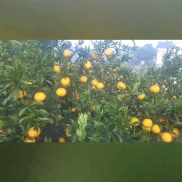 耙耙柑