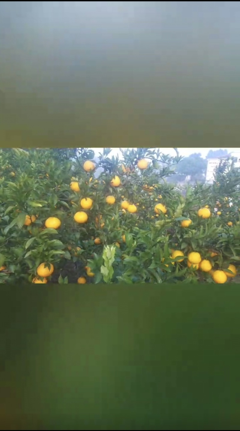 耙耙柑