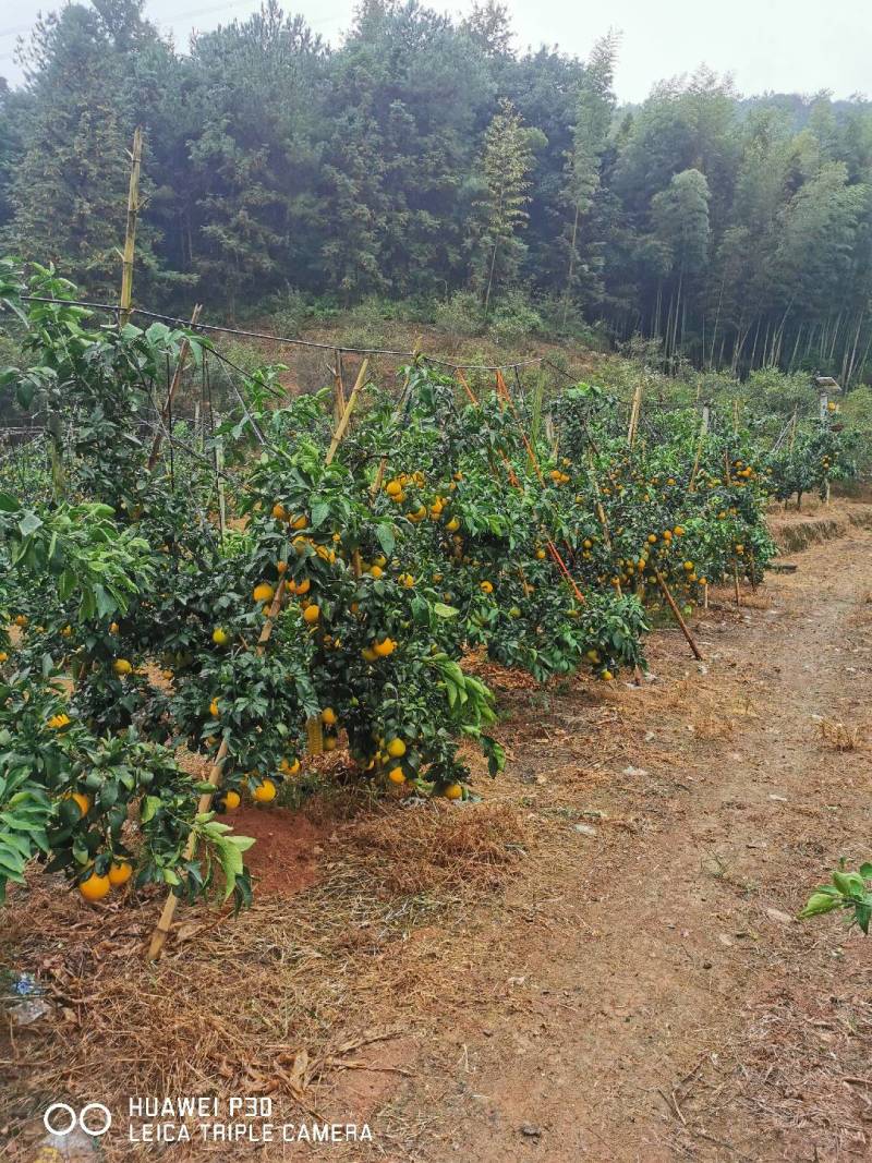 福建三朋尤溪联合