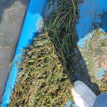 虾蟹养殖，工程绿化专用，耐高温净化水质