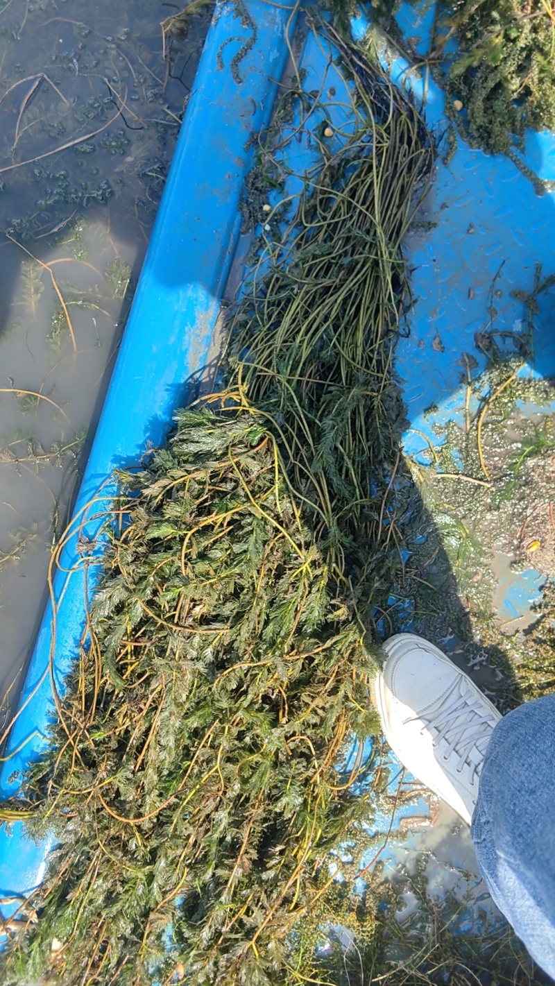 虾蟹养殖，工程绿化专用，耐高温净化水质