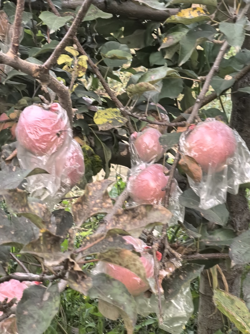 红富士苹果