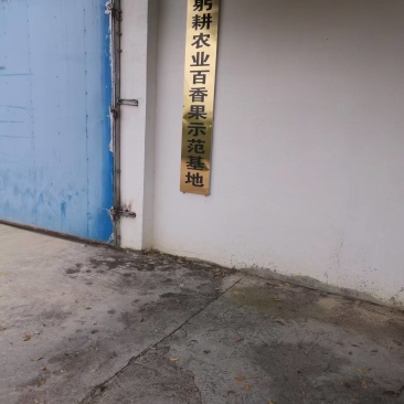 钦蜜9号百香果鲜挖果酱
