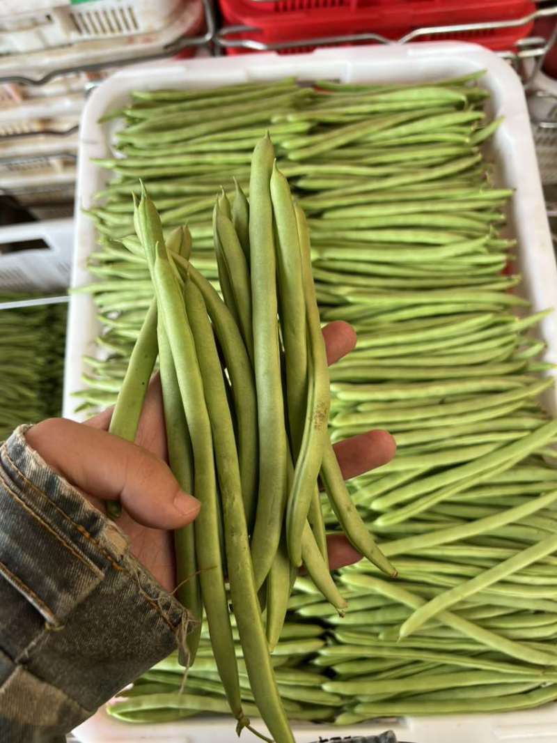 基地直发一手价格对接各种品质量大价优