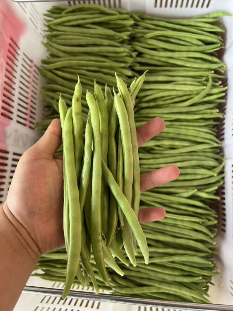 基地直发一手价格对接各种品质量大价优