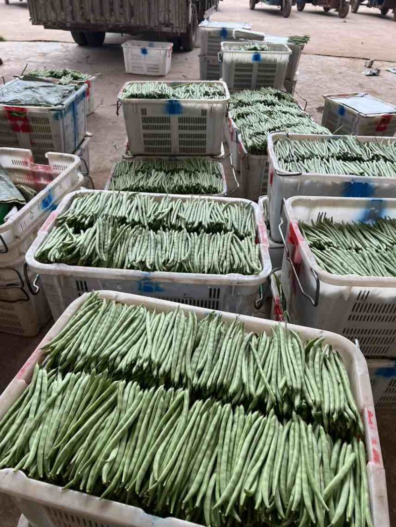 基地直发一手价格对接各种品质量大价优