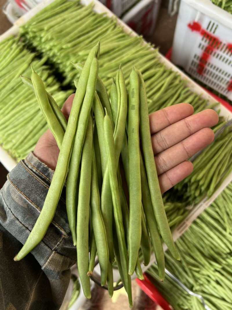 基地直发一手价格对接各种品质量大价优