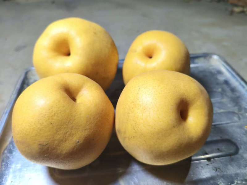 河南商丘晚秋梨
