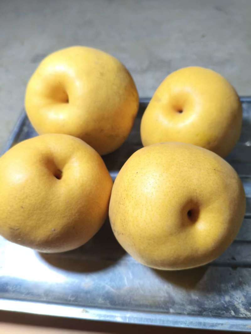 河南商丘晚秋梨