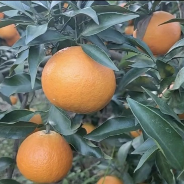 爱媛橙