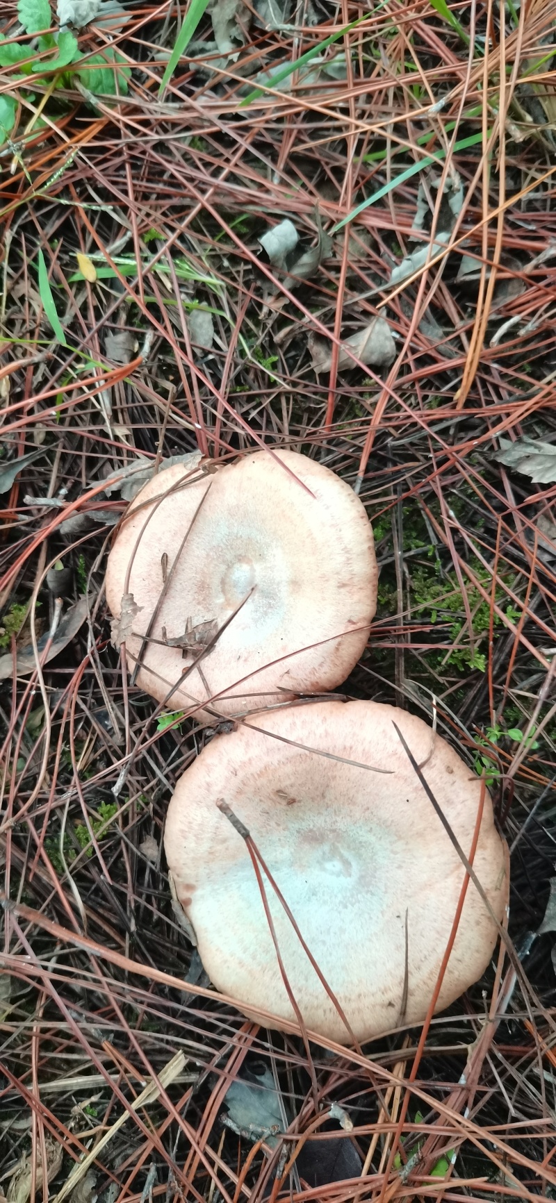 松树菌
