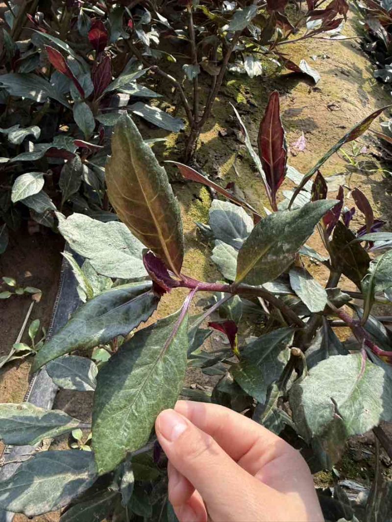 紫背天葵现货