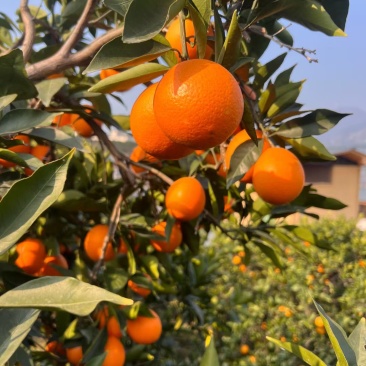 奉节挤橙
