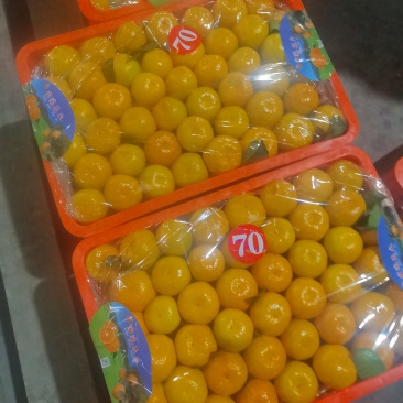 湖南石门蜜橘