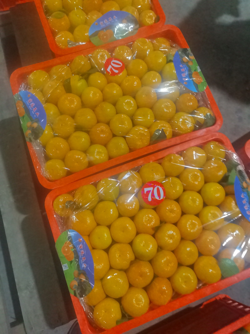 湖南石门蜜橘