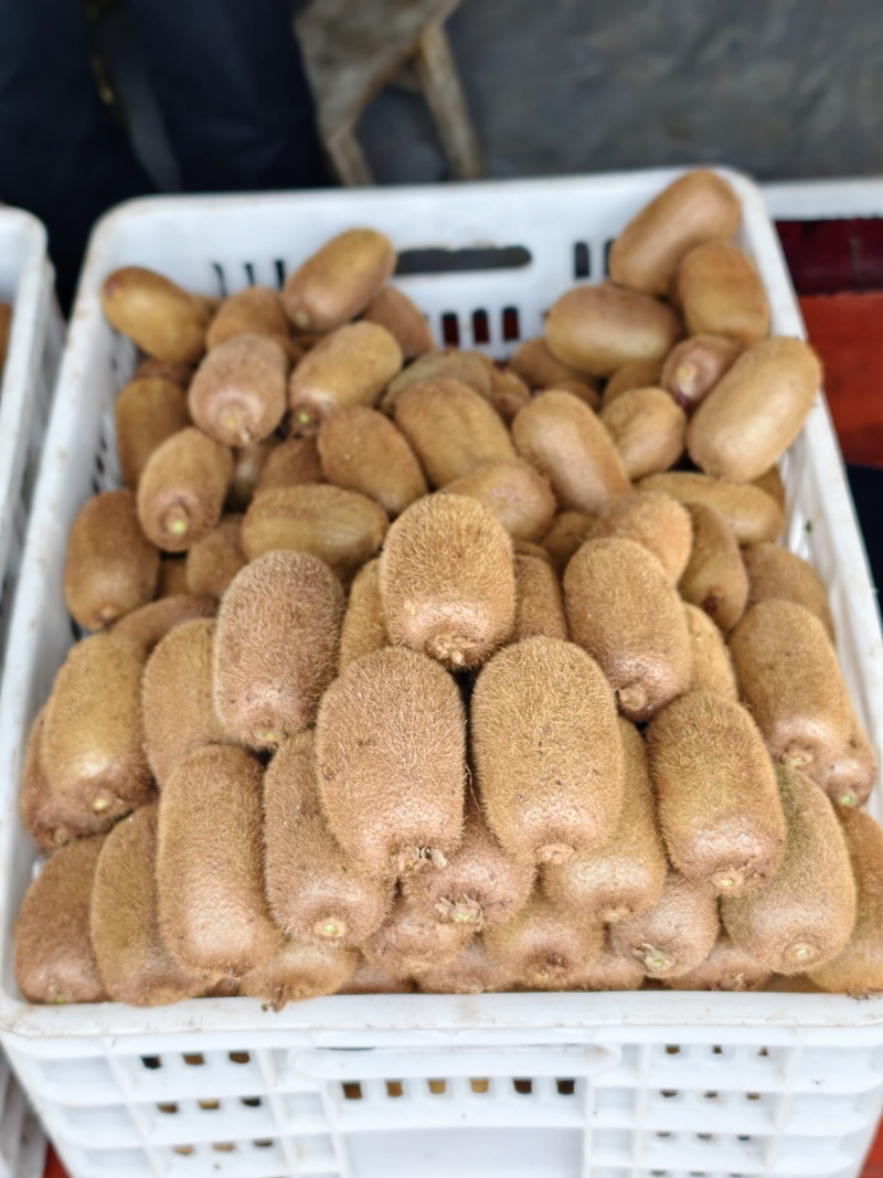 贵长猕猴桃