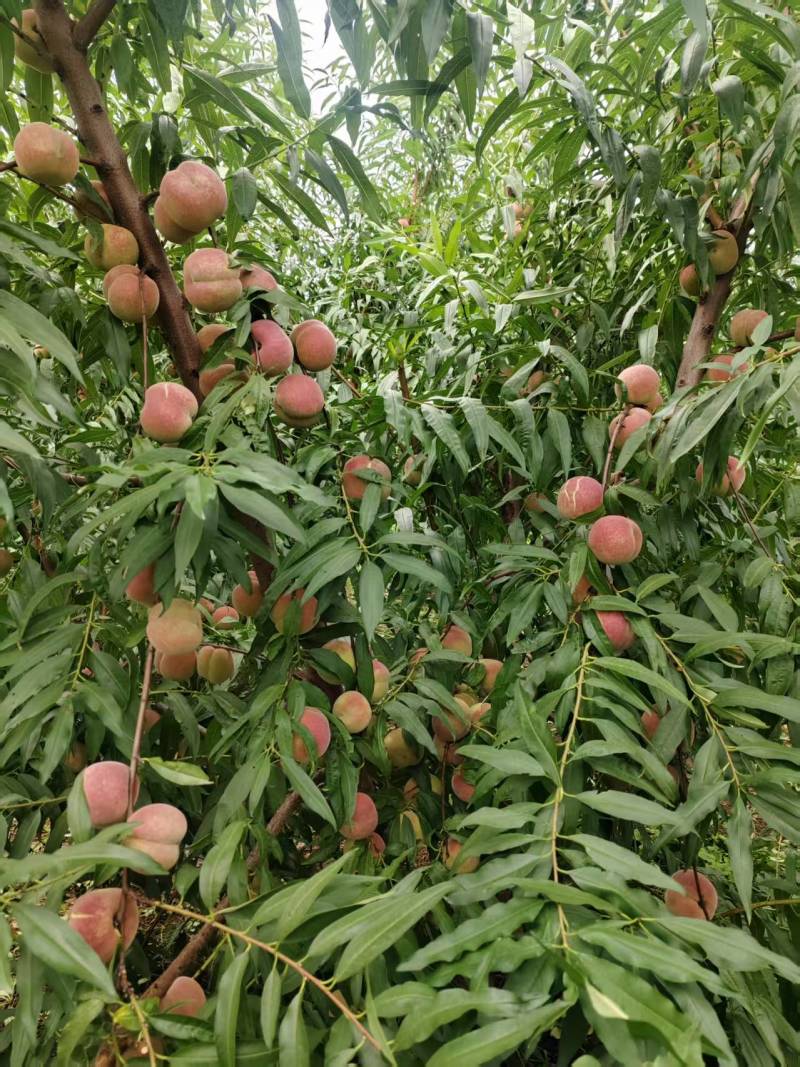 山东潍坊青州蜜桃