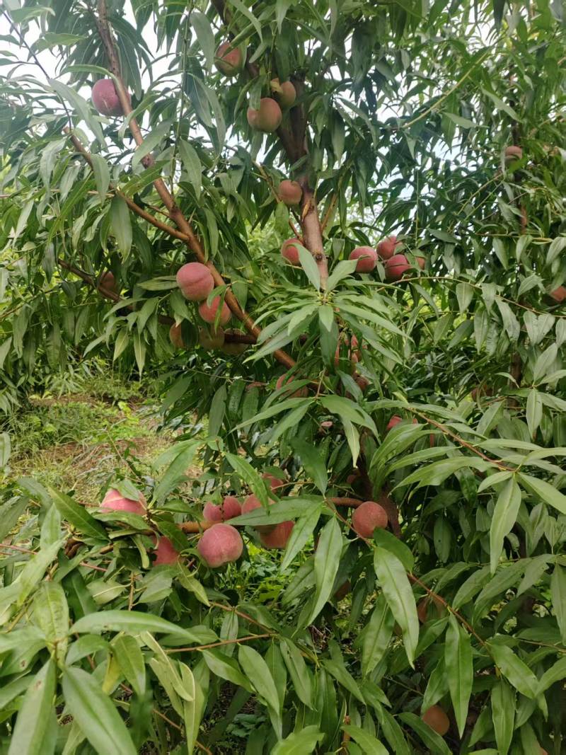 山东潍坊青州蜜桃