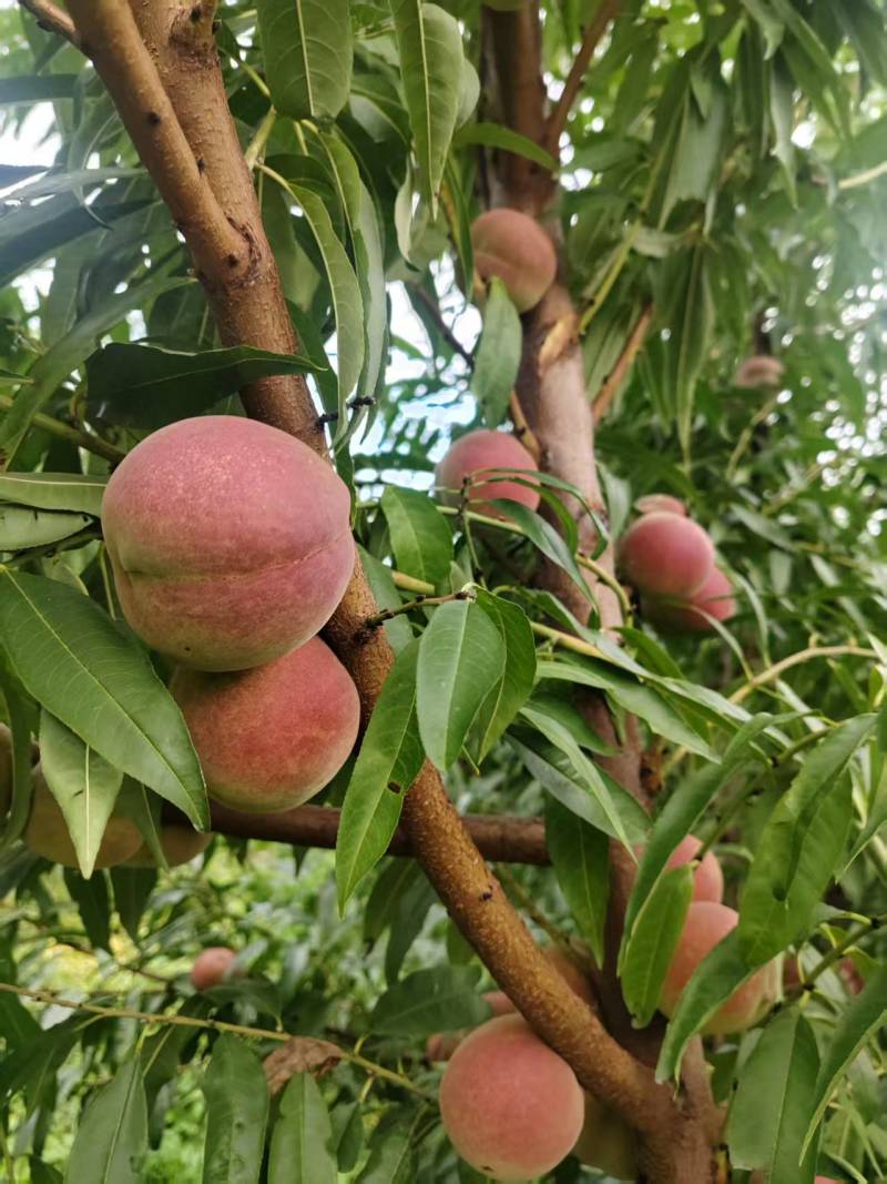 山东潍坊青州蜜桃