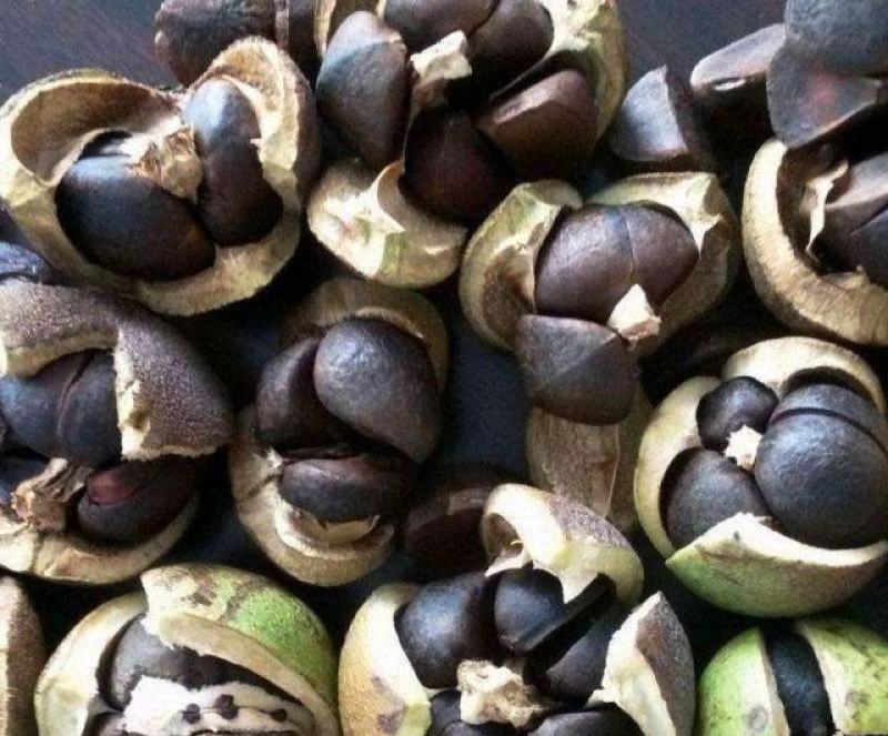 油茶果