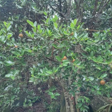 海南茶油果