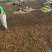 贵州从江山茶油