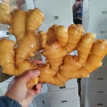 精品大生姜《风干姜水洗姜鲜姜》对接电商批发出口