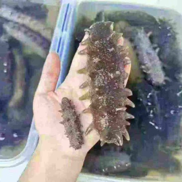 威海本地，野生干海参