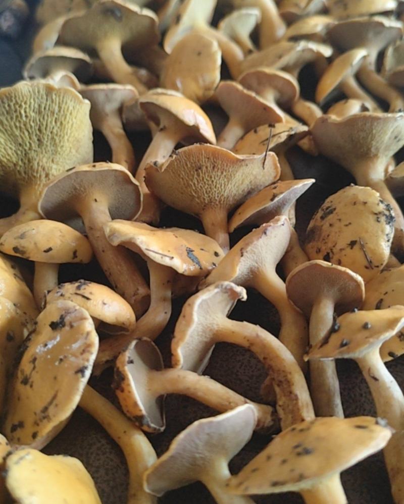 野王松树菌