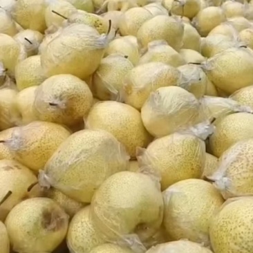 河北大鸭梨