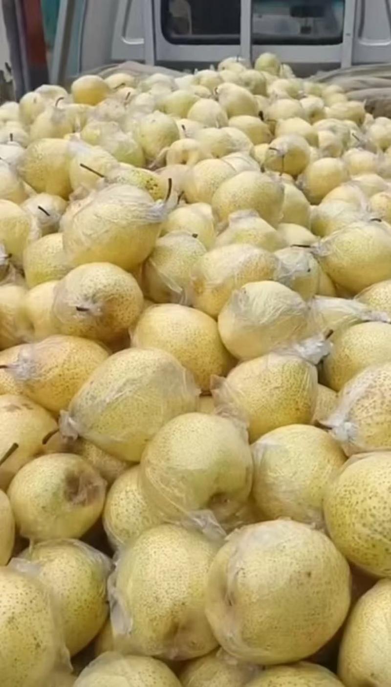 河北大鸭梨