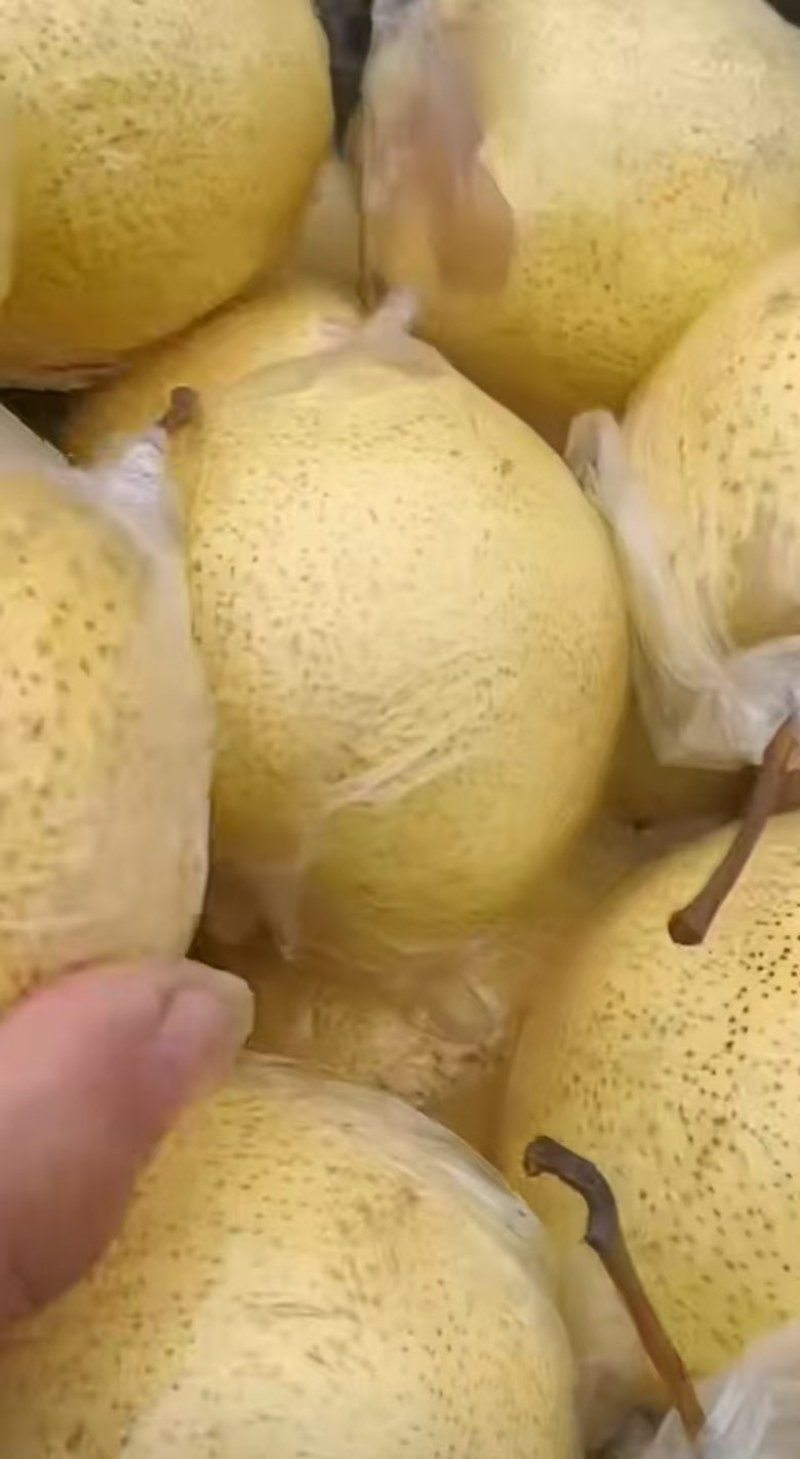 河北大鸭梨