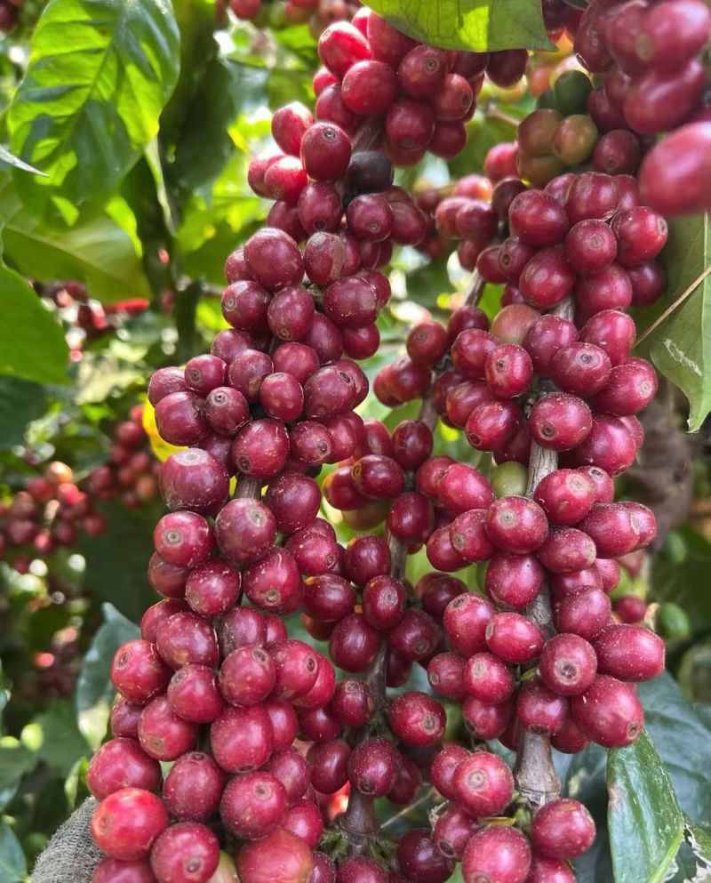 咖啡壳豆（日晒半水洗臭氧蜜处理）可按需加工