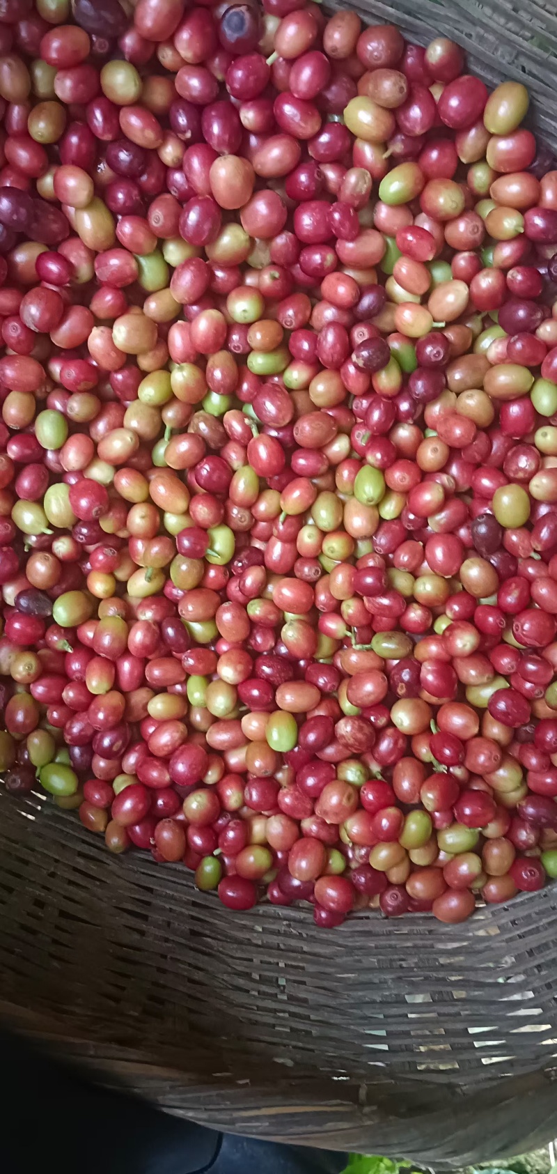 咖啡壳豆（日晒半水洗臭氧蜜处理）可按需加工