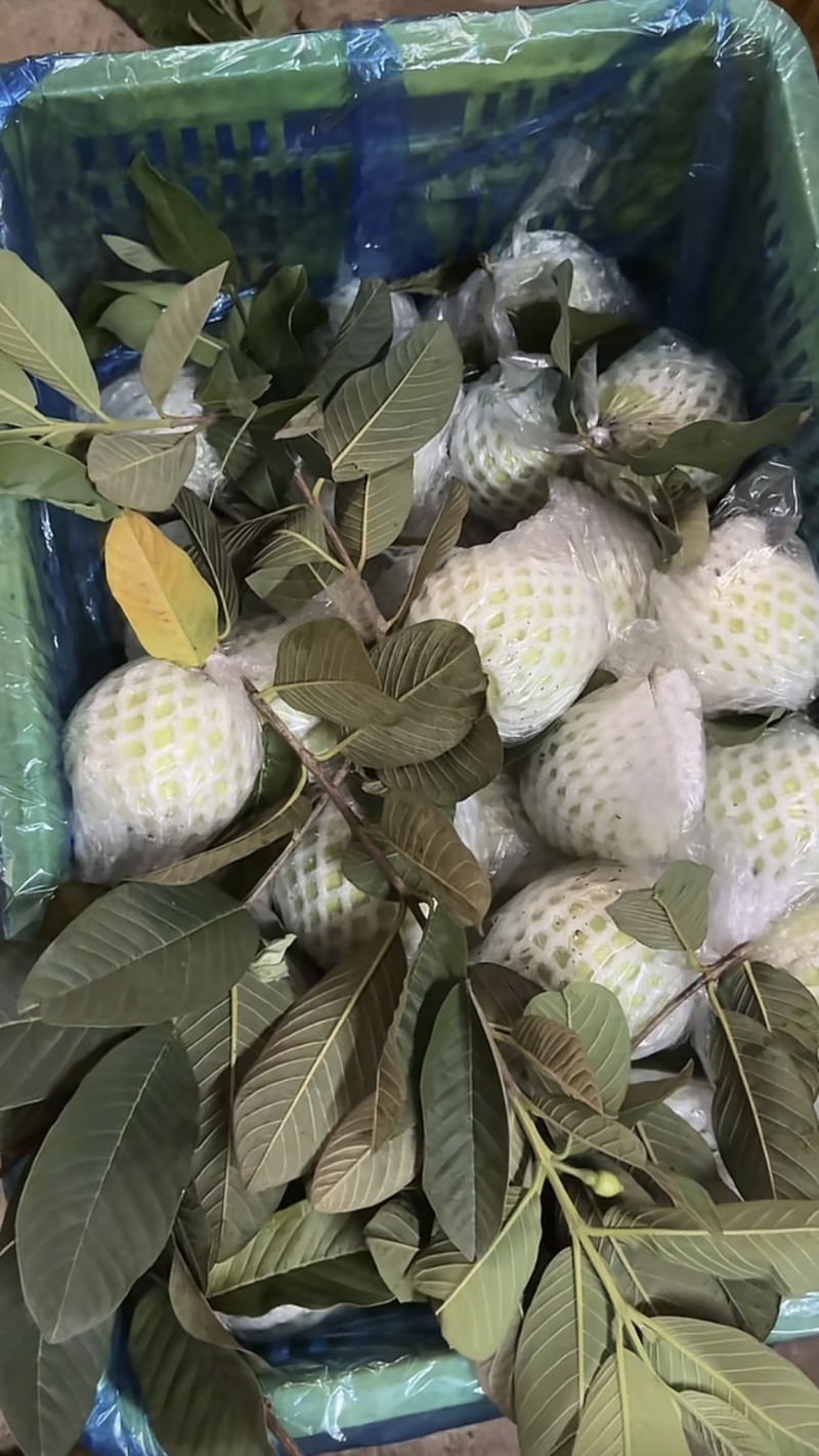 广东白心番石榴芭乐基地直供质量保证一手货源对接商超