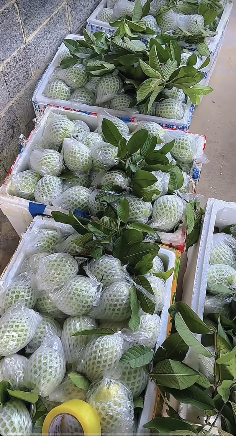 广东白心番石榴芭乐基地直供质量保证一手货源对接商超