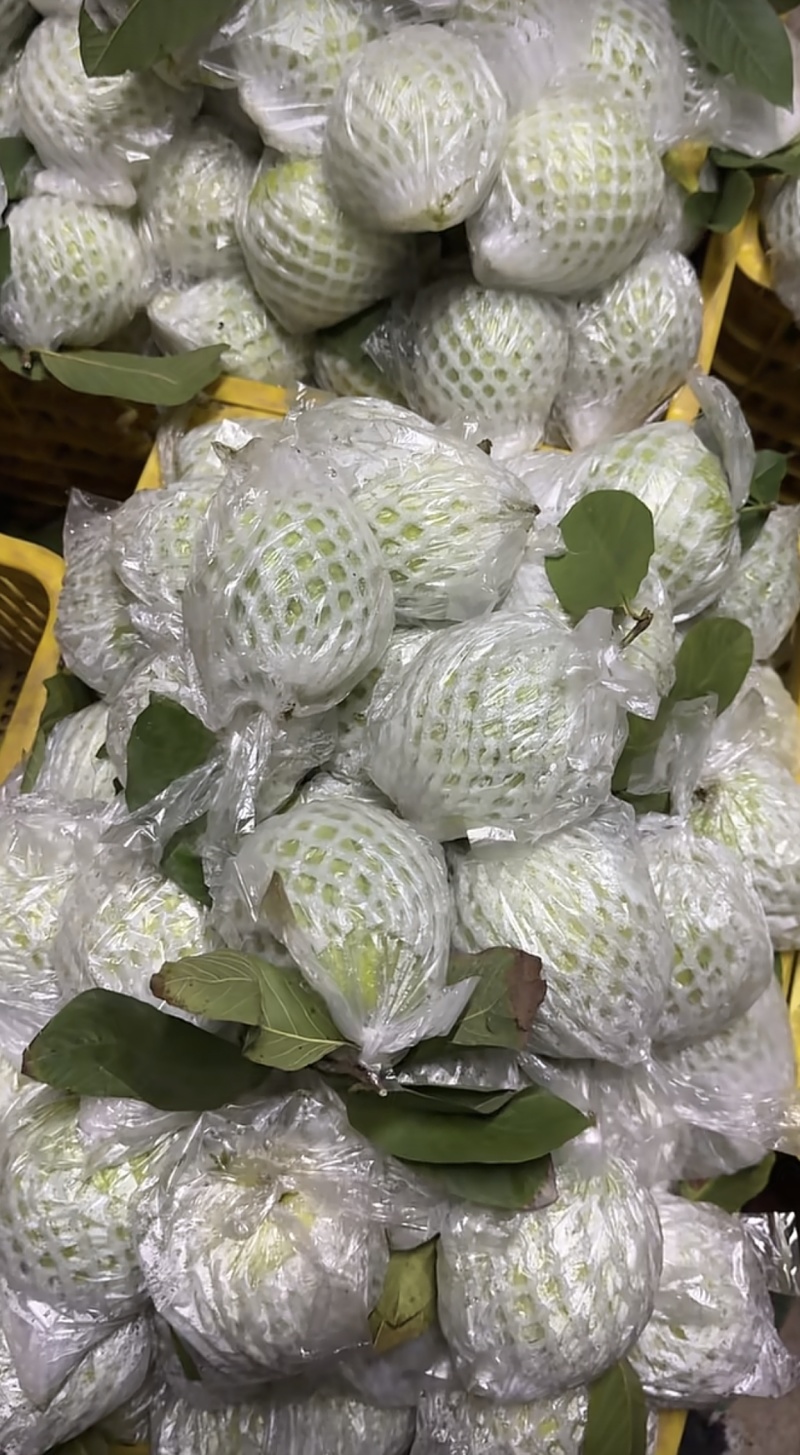 广东白心番石榴芭乐基地直供质量保证一手货源对接商超