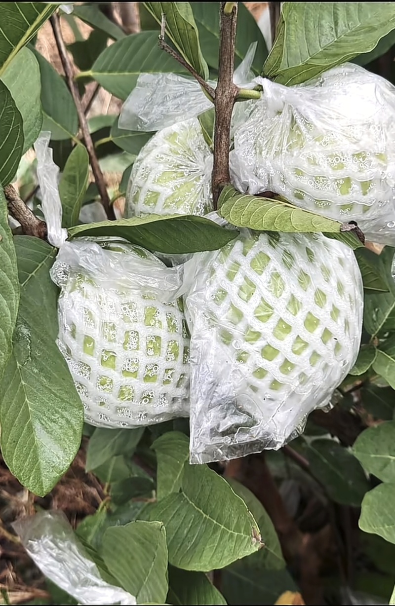 广东白心番石榴芭乐基地直供质量保证一手货源对接商超