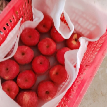 天水红富士，天水花牛苹果🍎